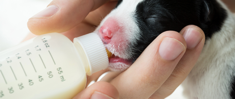 Biberon pour chiot